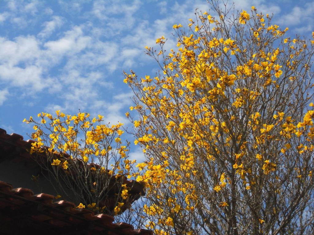 Pousada Do Ipe Amarelo Hotel Sao Lourenco  Exterior photo